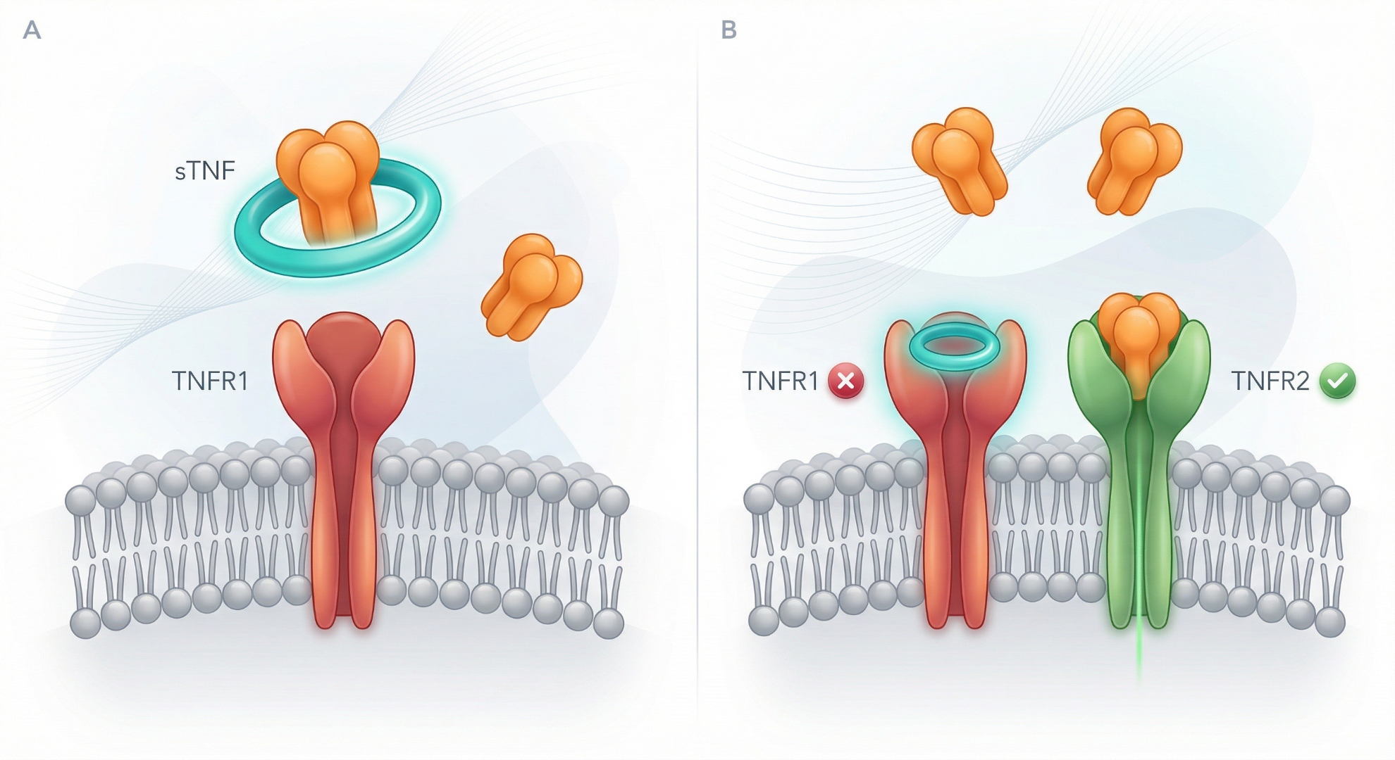 DTNF dual-program strategy: Panel A shows direct ligand interception of sTNF before it reaches TNFR1; Panel B shows selective TNFR1 blockade while preserving TNFR2 signaling